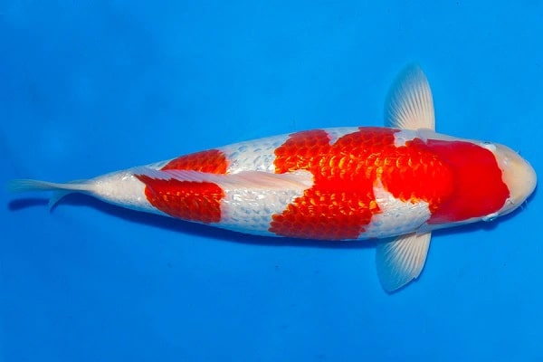 koi Ginrin