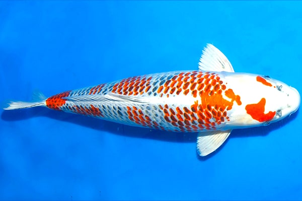 koi Kanoko