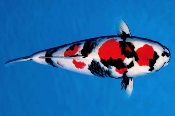 koi Showa Sanshoku