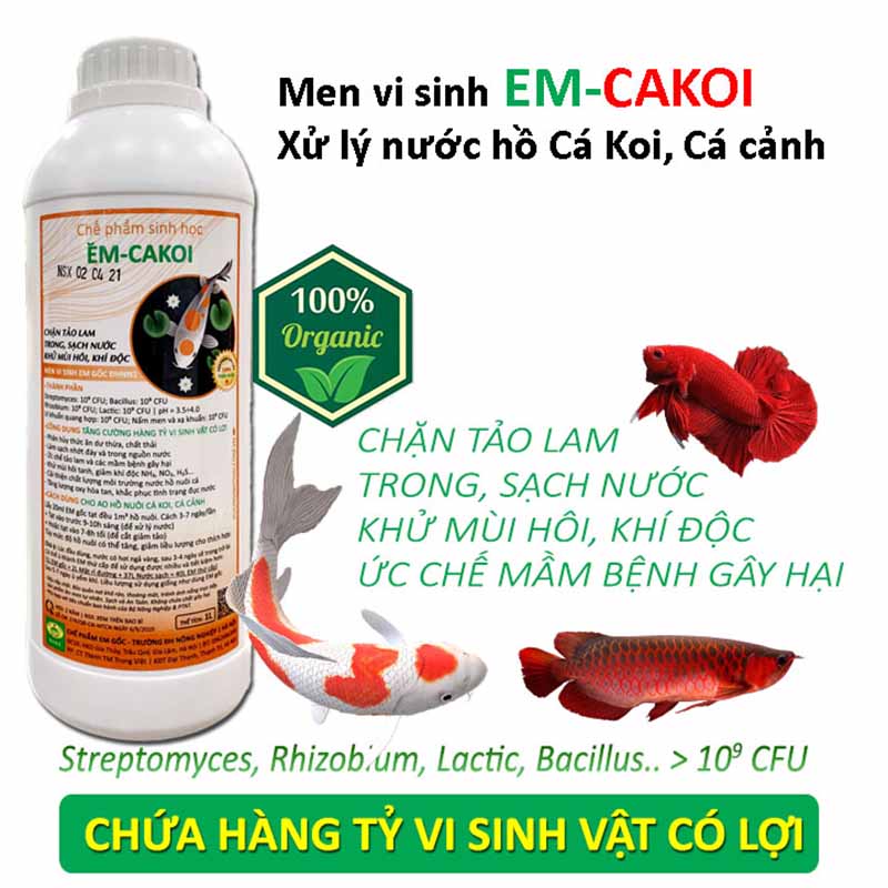 men vi sinh hồ cá koi