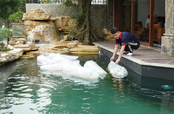 thả cá koi mới mua vào trong hồ