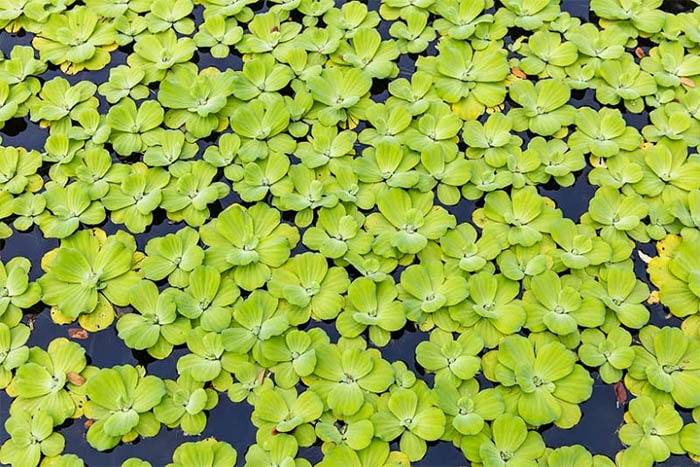 Bèo cái Pistia stratiotes