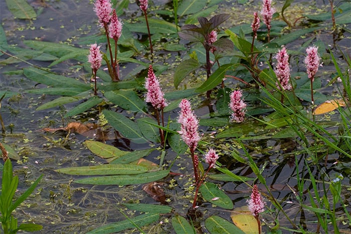 Cỏ nước - Persicaria amphibia